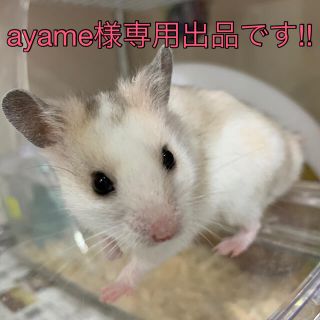 ayame様専用、リピーター様割引きしています！小動物のおやつ(小動物)