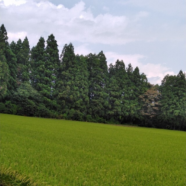 輝い 新米令和3年産栃木県特一等米コシヒカリ玄米30キロ無農薬にて作り上げた無農薬のお 米/穀物