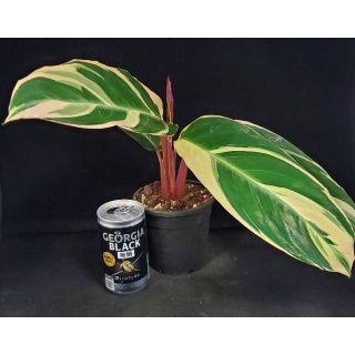 観葉植物☆カラテア属★ストロマンテ・トリオスター3.5号鉢（高さ約30cm）(その他)