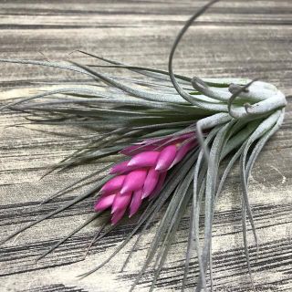 花芽付き♪ Tillandsia チランジア コットンキャンディパープル　(プランター)