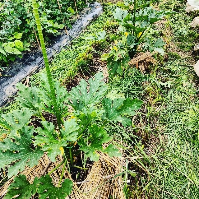 農家の定番夏野菜！たっぷり 80サイズ 食品/飲料/酒の食品(野菜)の商品写真