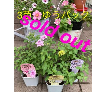 🌸sold out🌸《ペチュニア苗　いちごラテ❤︎レモンラテ❤︎ぶどうラテ》(その他)