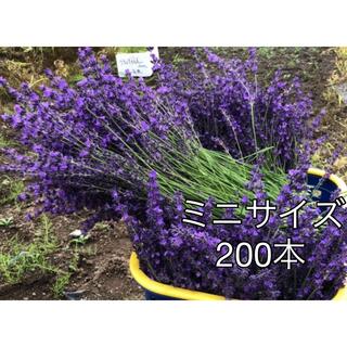ラベンダードライフラワー　濃紫早咲　ミニサイズ　200本(ドライフラワー)