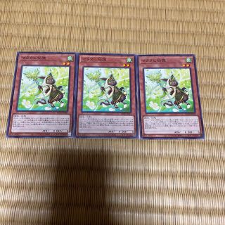 ユウギオウ(遊戯王)のマタタビ仙狸　3枚(シングルカード)