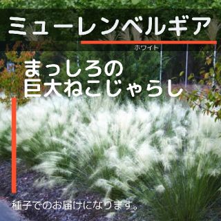 ネコポス　ミューレンベルギア☆ホワイト☆　種子10粒(その他)