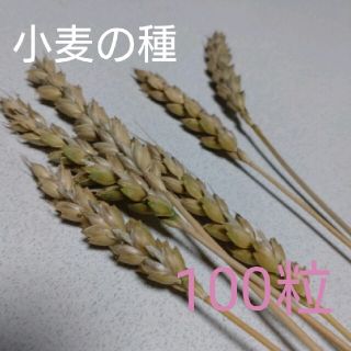 小麦の種　100粒(野菜)