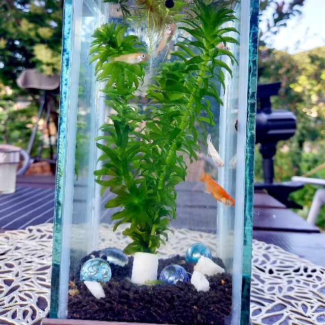 水草屋 様専用 ネット正規店 yogaplusherbs.com
