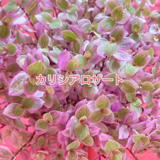 多肉植物   ＊カリシアロザート＊   カット苗   15本(その他)