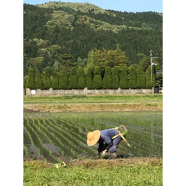 令和3年　新潟県三条市しただ産　減農薬特別栽培米コシヒカリ玄米30kg 白雪美人 食品/飲料/酒の食品(米/穀物)の商品写真