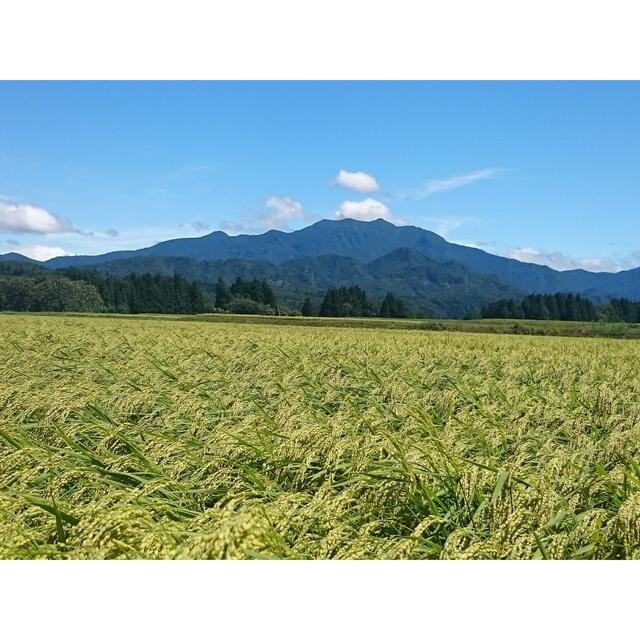 令和3年　新潟県三条市しただ産　減農薬特別栽培米コシヒカリ玄米30kg 白雪美人 食品/飲料/酒の食品(米/穀物)の商品写真