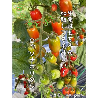 徳島県産 無農薬 地中海とまと ロッソナポリタン1.2kg（ヘタなし）(野菜)