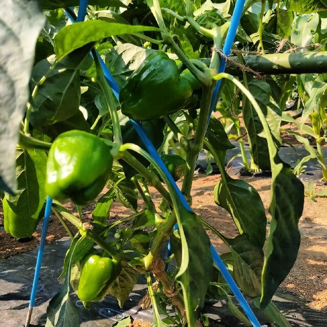 夏野菜詰め合わせ 80サイズ 食品/飲料/酒の食品(野菜)の商品写真