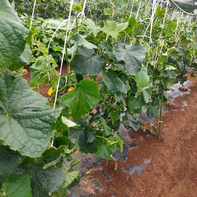 夏野菜詰め合わせ 80サイズ 食品/飲料/酒の食品(野菜)の商品写真