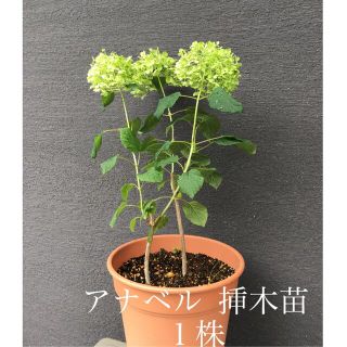 ＊＊＊　アナベル　挿木苗　１株　花はカットして送ります　B ＊＊＊　(プランター)