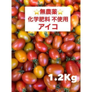 ⭐︎無農薬⭐︎ ミニトマト　アイコ(野菜)