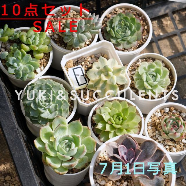 10点セットSALE　多肉植物　観葉植物 品種名付き ハンドメイドのフラワー/ガーデン(その他)の商品写真