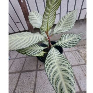 観葉植物 ダニア ホワイト 抜き苗(その他)