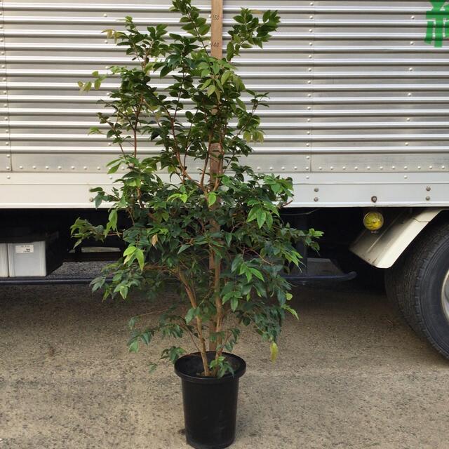 ジャボチカバ 大葉種の通販 by 緑康園(果樹、観葉植物専門店)'s shop