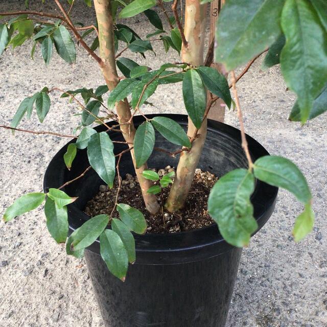 ジャボチカバ 大葉種の通販 by 緑康園(果樹、観葉植物専門店)'s shop