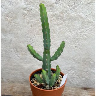 ユーフォルビア　デビリスピナ　抜き苗　観葉植物(その他)