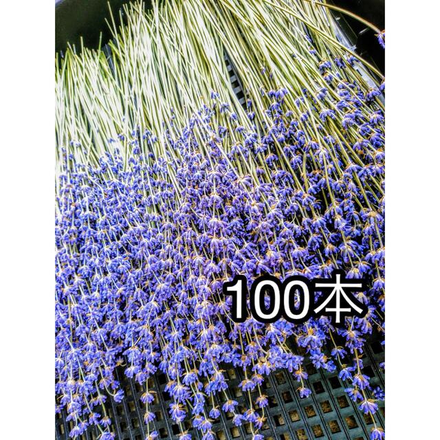 ラベンダードライフラワー　オカムラサキ100本＋α ハンドメイドのフラワー/ガーデン(ドライフラワー)の商品写真
