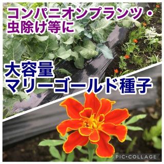 マリーゴールド★種子★無農薬★大量★コンパニオンプランツ★虫除け★オレンジ(その他)