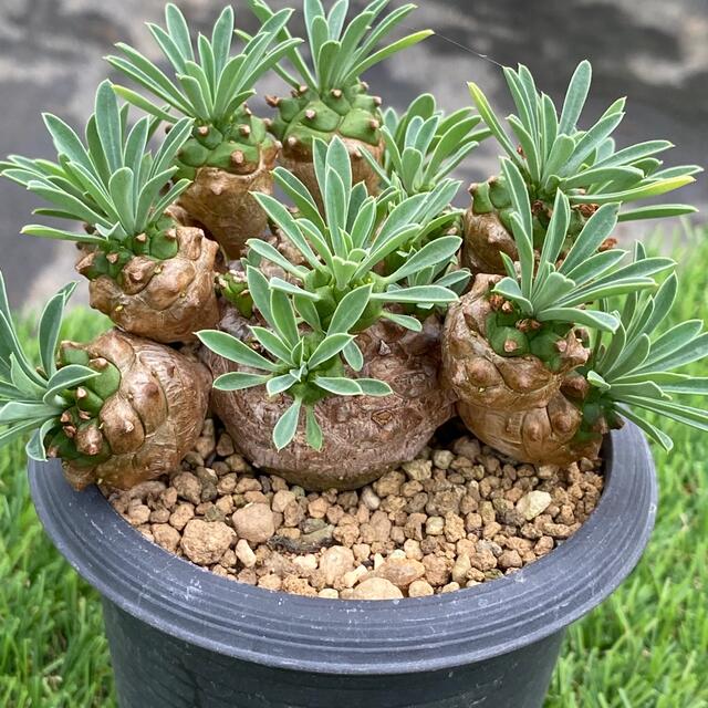 多肉植物 ユーフォルビア 峨眉山の通販 by ヒロふぁーむ|ラクマ 多肉植物 ユーフォルビア 峨眉山の通販 by ヒロふぁーむ|ラクマ