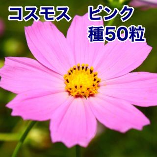 コスモス★秋桜★ピンク★種★50粒(プランター)