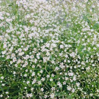 切り花できるホワイトかすみ草の種50粒(その他)