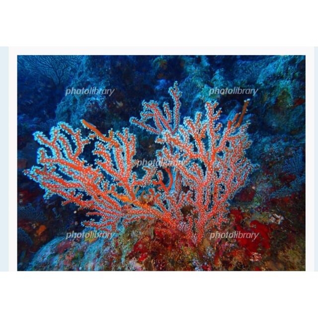 天然珊瑚10mmup天然石ブラックスピネルネックレス 8
