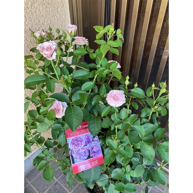 高級品市場 薔薇苗 ecousarecycling.com