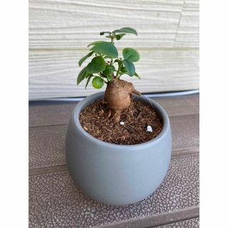 ガジュマル　開運☆観葉植物(プランター)