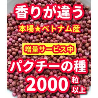 パクチーの種22g【2000粒以上】★増量サービス中(野菜)