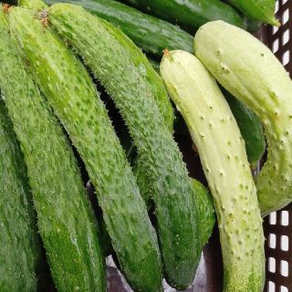 京都産　無農薬きゅうり3種類(野菜)