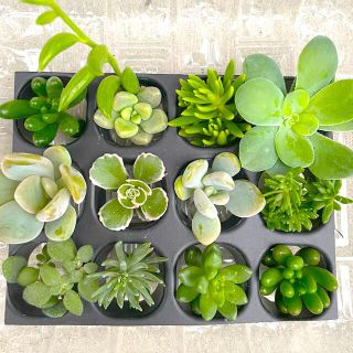 多肉植物　カット苗　詰め合わせ　寄せ植え　セダムちょこっとセット(その他)