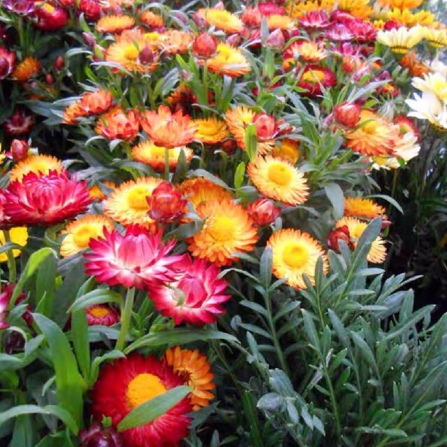 ムギワラギク(麦藁菊)の花色ミックスの種30粒 ハンドメイドのフラワー/ガーデン(その他)の商品写真