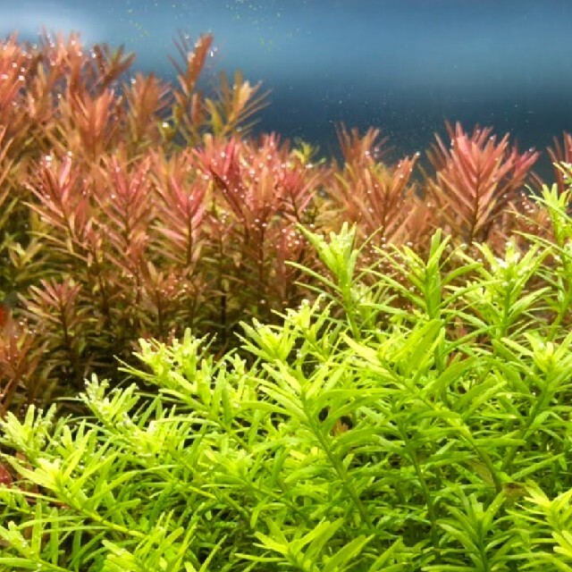 ロタラロトンディフォリア 30本 水中葉 おまけ水草有り - 通販