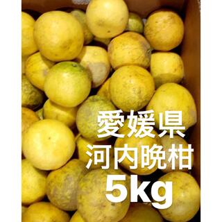 愛媛県産　低農薬　宇和ゴールド　河内晩柑　柑橘　5kg(フルーツ)
