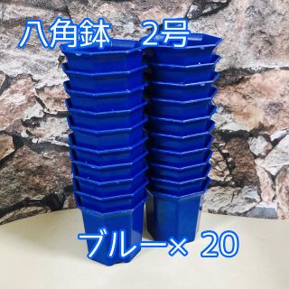 八角鉢 2号 青20個 ブルー アガベ 多肉植物 プラ鉢(プランター)