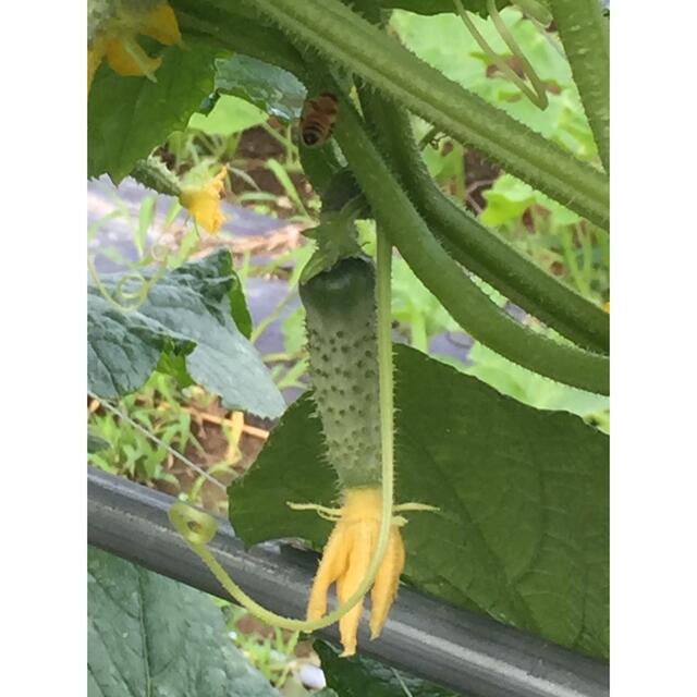 信州伝統野菜　八町きゅうり　コンパクト発送 食品/飲料/酒の食品(野菜)の商品写真