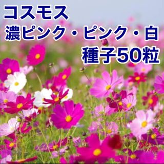 コスモス★秋桜★濃ピンク★ピンク★白★種★50粒(その他)