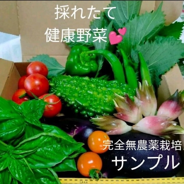 とれたて夏野菜❤️新鮮健康野菜色々セット！ 食品/飲料/酒の食品(野菜)の商品写真