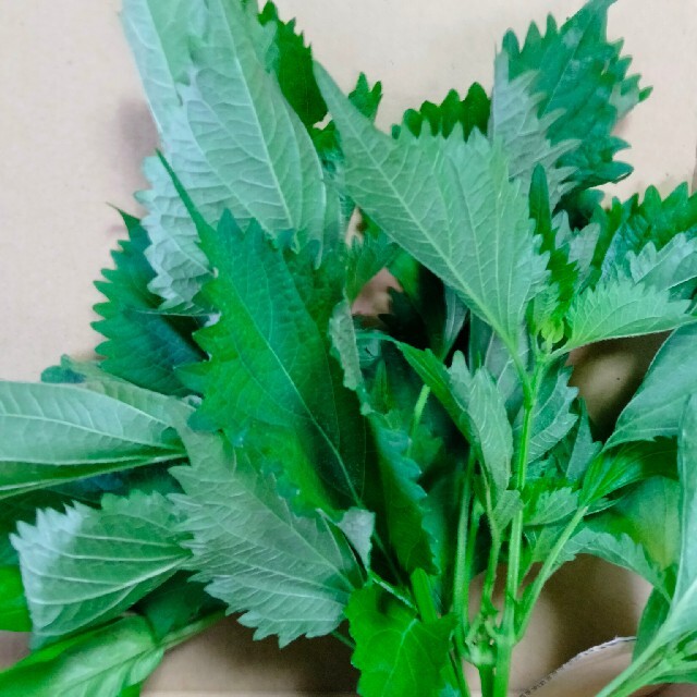 とれたて夏野菜❤️新鮮健康野菜色々セット！ 食品/飲料/酒の食品(野菜)の商品写真