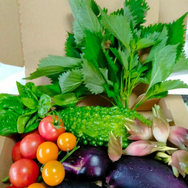 とれたて夏野菜❤️新鮮健康野菜色々セット！ 食品/飲料/酒の食品(野菜)の商品写真
