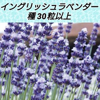 イングリッシュラベンダー ヒドコート 花種30粒以上(プランター)