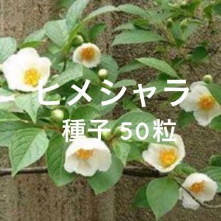 ヒメシャラ 白花 種子 50粒(その他)