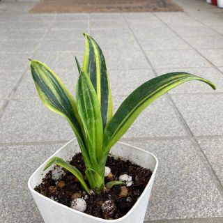 観葉植物　サンスベリア　ゴールドフレーム　抜き苗(その他)