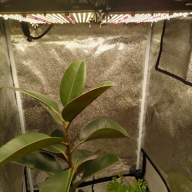 最強植物育成ライト120w - licu.org