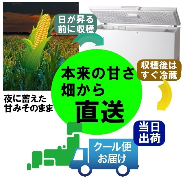 【クール便】新潟魚沼産 とうもろこし 10〜12本 〜 生でもOK 朝採り 直送 食品/飲料/酒の食品(野菜)の商品写真