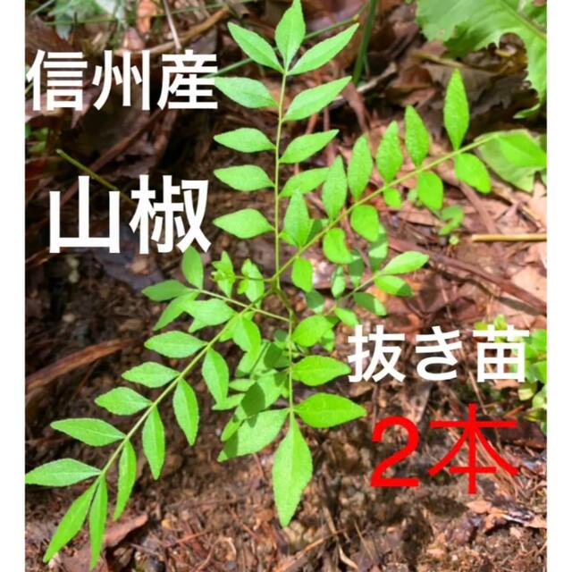 山椒　サンショウ　抜き苗　2本 その他のその他(その他)の商品写真